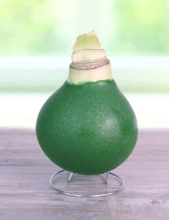 Menu Star Light Waxed Amaryllis -Gardening Series Store sparkly green waxed amaryllis 1