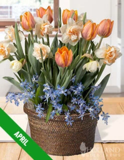 Menu 6 Month Potted Bulb Garden Subscription -Gardening Series Store spring 2023 april subscription 1