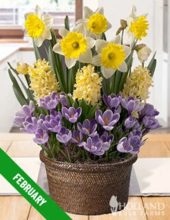 Menu 6 Month Potted Bulb Garden Subscription -Gardening Series Store spring 2023 february 1