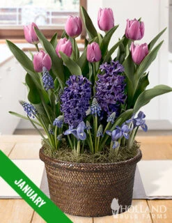 Menu 3 Month Potted Bulb Garden Subscription -Gardening Series Store spring 2023 january