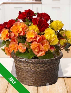 Menu 6 Month Potted Bulb Garden Subscription -Gardening Series Store spring 2023 july 1