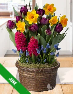 Menu 6 Month Potted Bulb Garden Subscription -Gardening Series Store spring 2023 june 1
