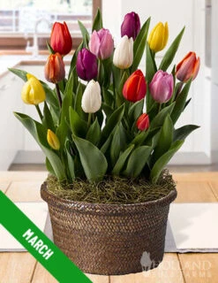 Menu 6 Month Potted Bulb Garden Subscription -Gardening Series Store spring 2023 march 1