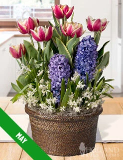 Menu 3 Month Potted Bulb Garden Subscription -Gardening Series Store spring 2023 may