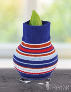 Menu Whirlwind Sweater Amaryllis -Gardening Series Store stripes 370 480 bulbs 370 480 bulbs logo 2