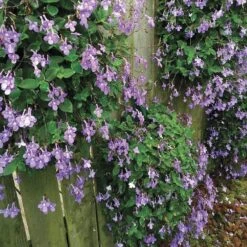 Growin' Bags 10 Hole -Gardening Series Store v1555 3